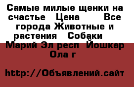 Самые милые щенки на счастье › Цена ­ 1 - Все города Животные и растения » Собаки   . Марий Эл респ.,Йошкар-Ола г.